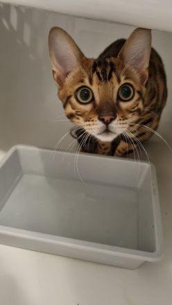 Süße bengal kitten