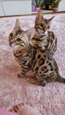 Süße bengal kitten