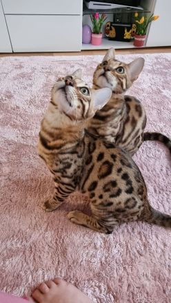 Süße bengal kitten