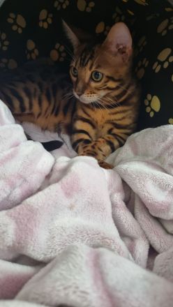 Süße bengal kitten