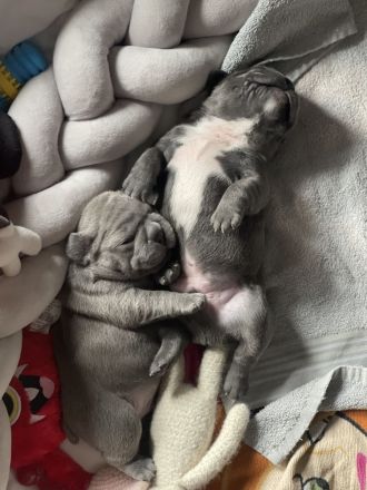 Französische Bulldoggen ( Blue Stan ) 1 A Wurf