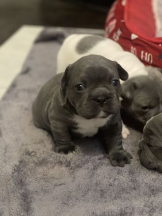 Französische Bulldoggen ( Blue Stan ) 1 A Wurf