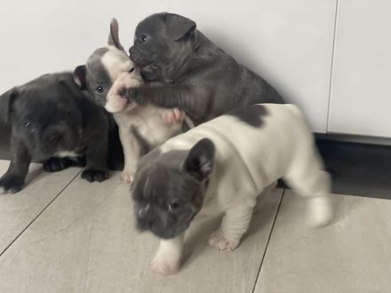 Französische Bulldoggen ( Blue Stan ) 1 A Wurf