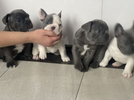 Französische Bulldoggen ( Blue Stan ) 1 A Wurf