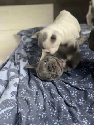 Französische Bulldoggen ( Blue Stan ) 1 A Wurf