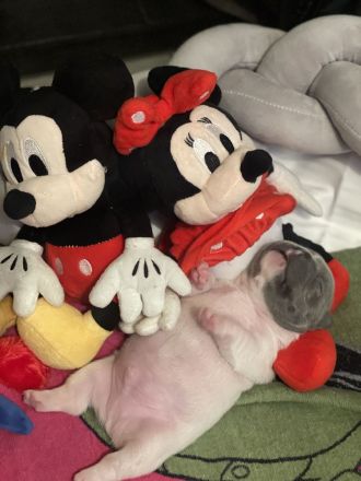 Französische Bulldoggen ( Blue Stan ) 1 A Wurf