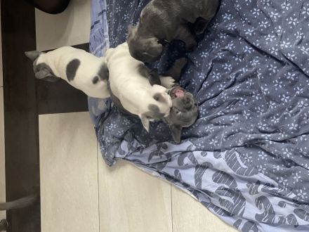 Französische Bulldoggen ( Blue Stan ) 1 A Wurf