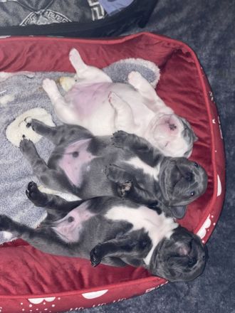 Französische Bulldoggen ( Blue Stan ) 1 A Wurf