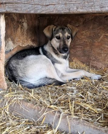 Mischlingsdame Pearl