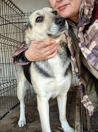 Mischlingsdame Gracie