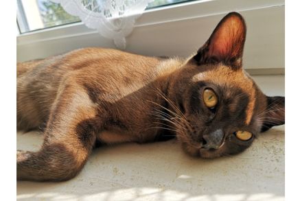 Kleine Wölfin sucht liebevolles Zuhause