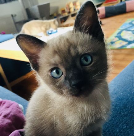 Kleine Wölfin sucht liebevolles Zuhause