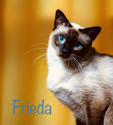 Kleine Wölfin sucht liebevolles Zuhause