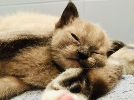 Kleine Wölfin sucht liebevolles Zuhause