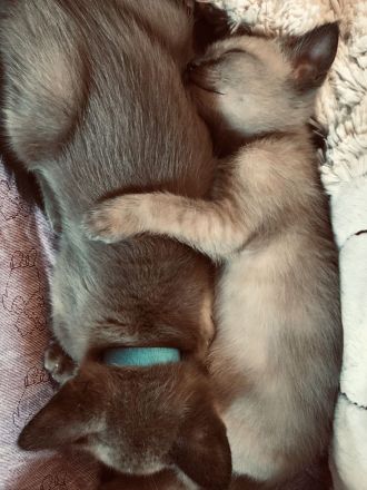 Kleine Wölfin sucht liebevolles Zuhause