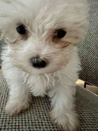 Malteser- Havaneser Mischling