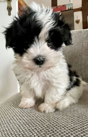 Malteser- Havaneser Mischling