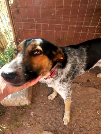 Mischlingsdame Amari