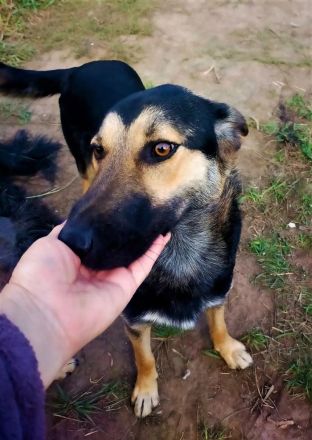 Mischlingsrüde Aslan