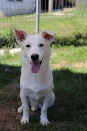 Mischlingsrüde Kojak