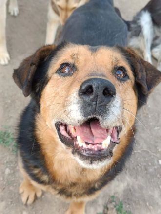 Mischlingsdame Naomi