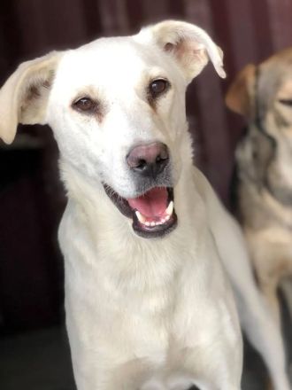 Mischlingsrüde Toby