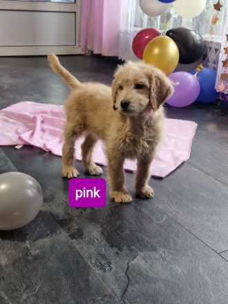 Goldendoodle Welpen 12 Wochen Alt