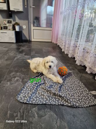 Goldendoodle Welpen 12 Wochen Alt