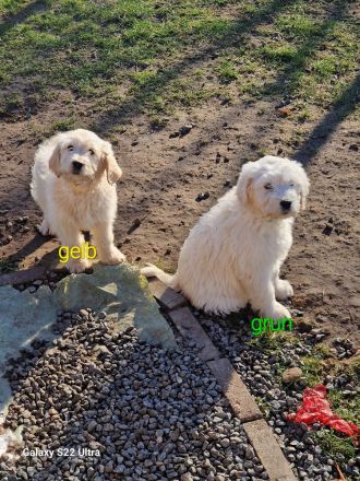 Goldendoodle Welpen 12 Wochen Alt