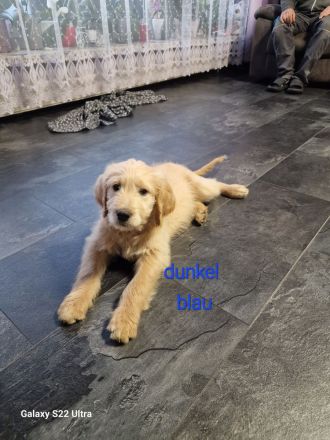 Goldendoodle Welpen 12 Wochen Alt