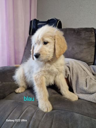 Goldendoodle Welpen 12 Wochen Alt