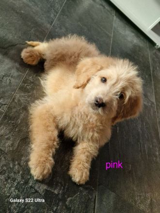 Goldendoodle Welpen 12 Wochen Alt