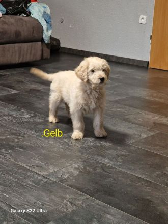 Goldendoodle Welpen 12 Wochen Alt