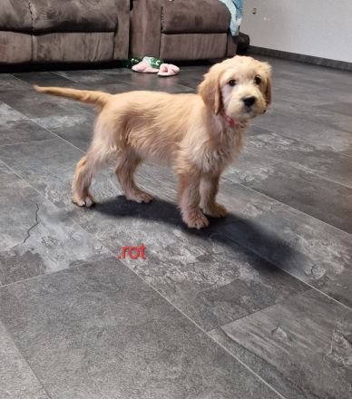 Goldendoodle Welpen 12 Wochen Alt