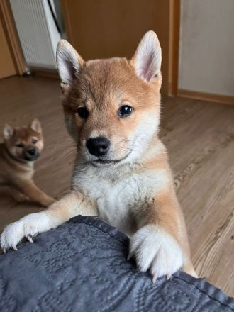 Shiba Inu Welpen