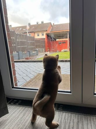 Shiba Inu Welpen