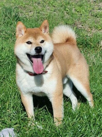 Shiba Inu Welpen