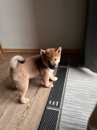 Shiba Inu Welpen
