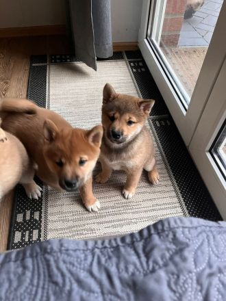 Shiba Inu Welpen