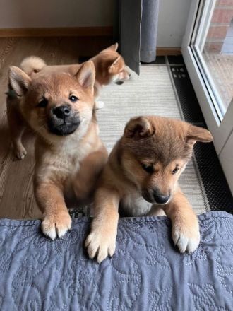 Shiba Inu Welpen