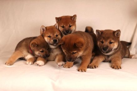 Shiba Inu Welpen