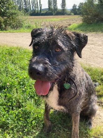 Duke möchte in erfahrene, liebevolle Hände