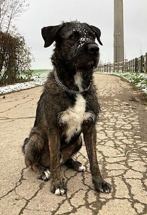 Duke möchte in erfahrene, liebevolle Hände