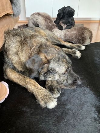 Duke möchte in erfahrene, liebevolle Hände