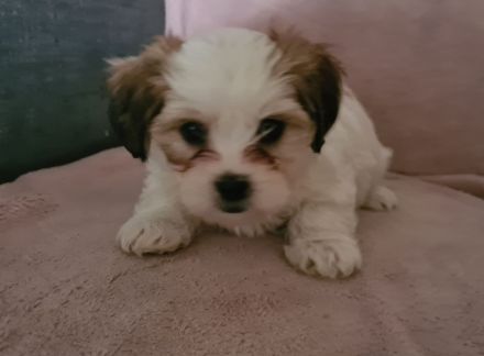 Shih tzu welpen
