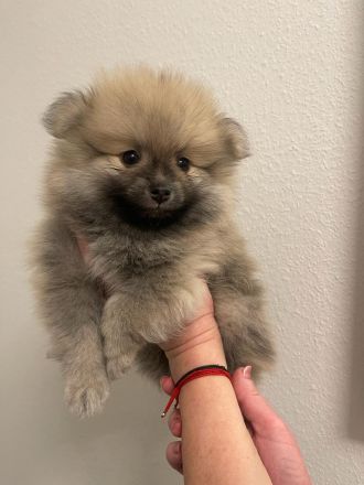 Zwergspitz Pomeranian