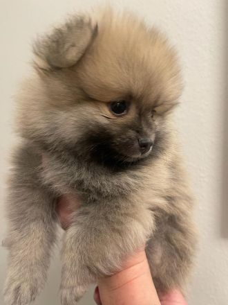 Zwergspitz Pomeranian