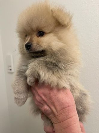 Zwergspitz Pomeranian