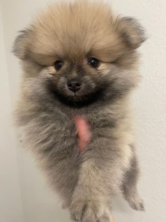Zwergspitz Pomeranian