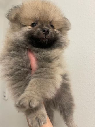 Zwergspitz Pomeranian